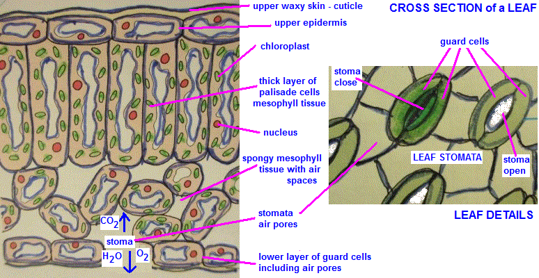 GCSE Biology Photosynthesis plant structure evolutionary leaf ...