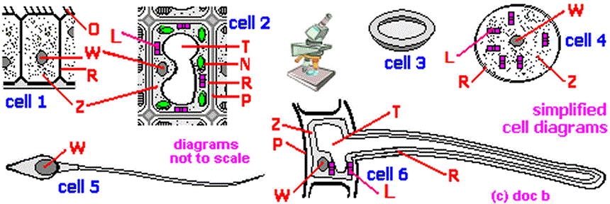 what is a cell? what are the main types of cells eukaryotic and ...